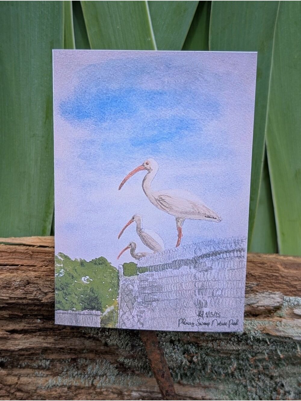 Set Of 16 Watercolor Notecards: Three Cranes